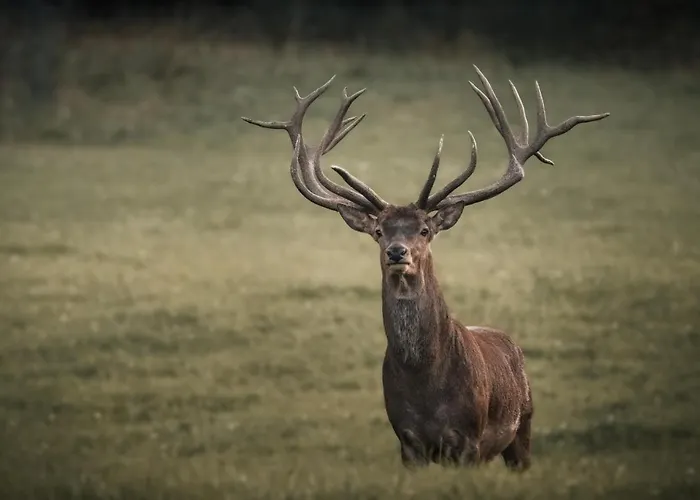 Almhuette Sunset - 1510m בקתה Flattnitz